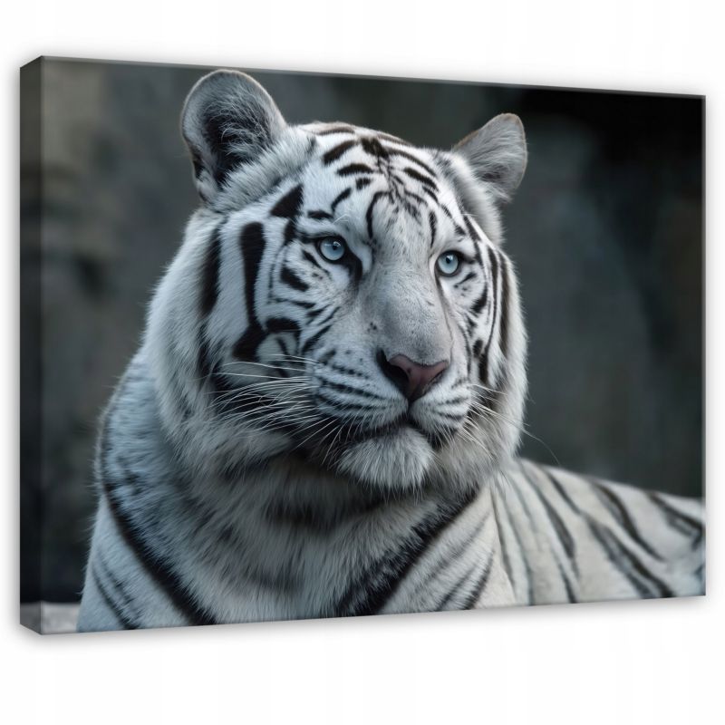 Obraz WALLARENA Do Sypialni Salonu Na Płótnie Tygrys Natura Zwierzęta Biały 60x40 cm PP15857O4 1 szt.