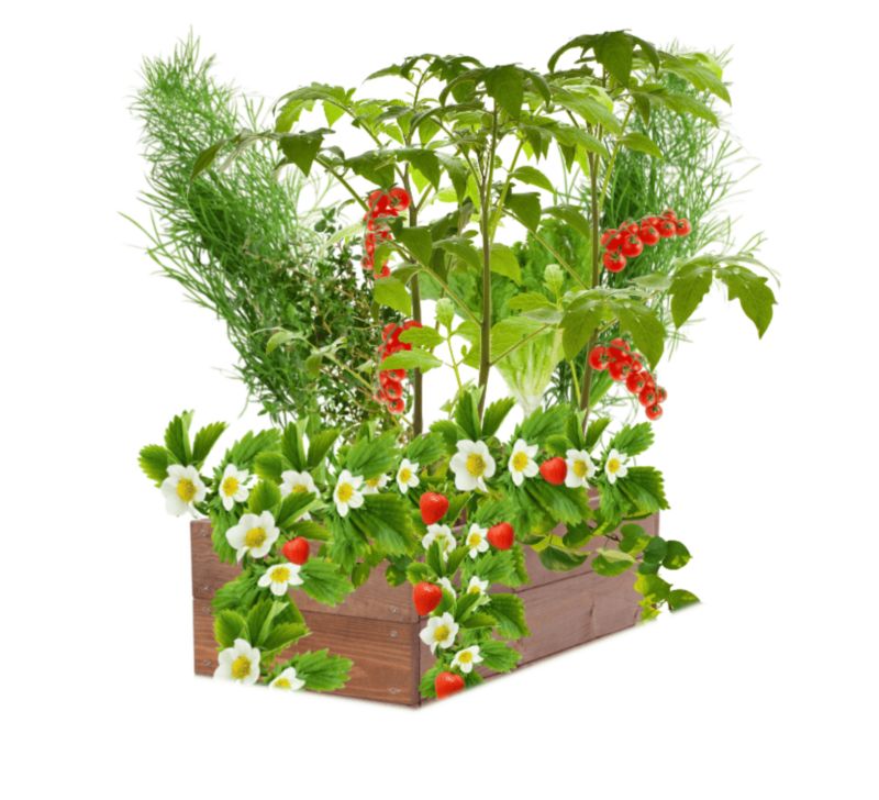 Warzywniak MODO24 grządka 18x63x30 cm brązowa impregnacja 1 szt.