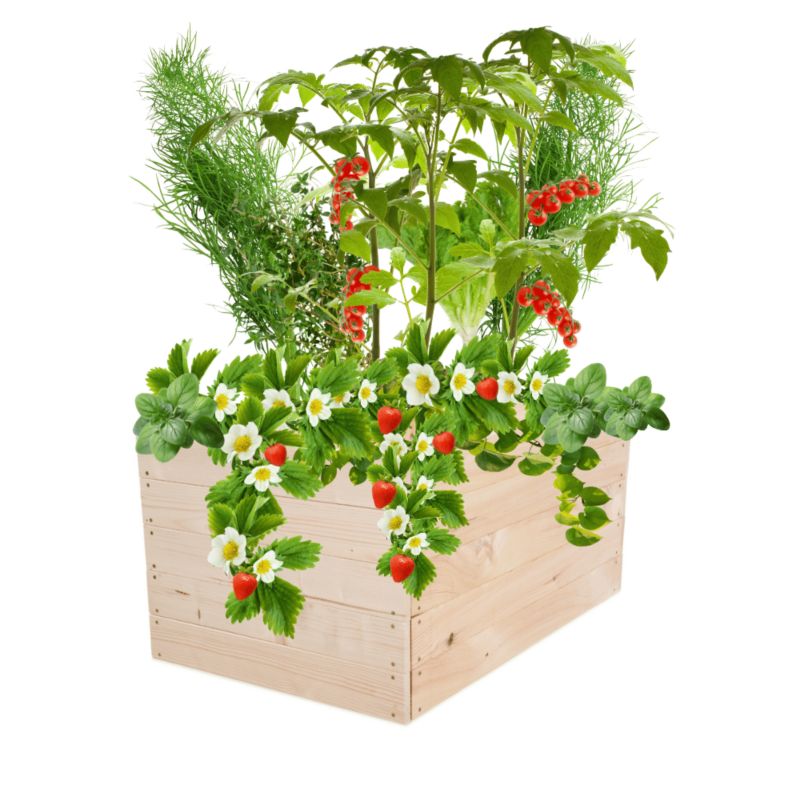Warzywniak MODO24 grządka naturalne drewno 45x93x80 cm 1 szt.