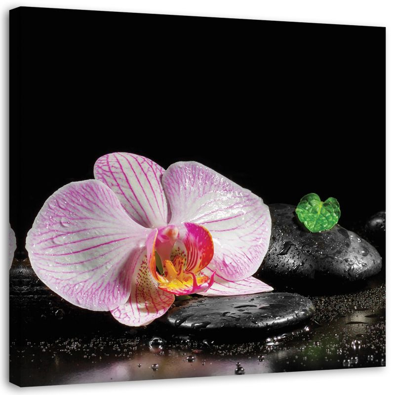 Obraz na płótnie Feeby Kwitnąca orchidea zen 60x60cm 1szt