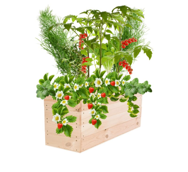 Donica na warzywa MODO24 warzywniak naturalne drewno 36x83x30 cm 1 szt.