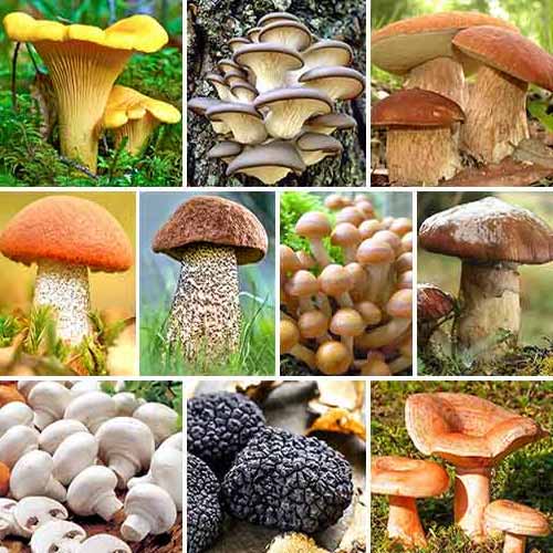 1 szt, Super oferta! Królestwo Grzybów, zestaw 10 odmian grzybni - Grzybnia: Ilość w opakowaniu: 10 opak