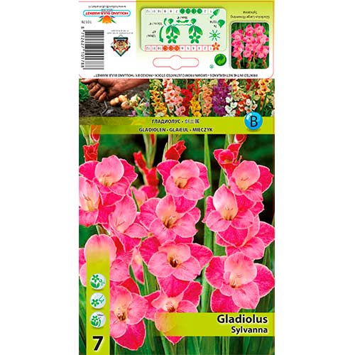 1 szt, Gladiola (Mieczyk) Sylvana - Cebule: Ilość w opakowaniu: 7 szt.