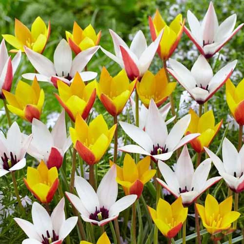 1 szt, Super oferta! Tulipan botaniczny, zestaw 25 cebul - Cebule: Ilość w opakowaniu: 25 szt.