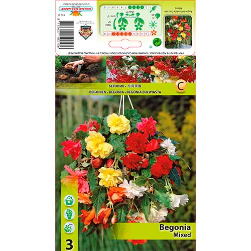 3 szt., Begonia Pendula, mieszanka kolorów - Cebule: Ilość w opakowaniu: 3 szt.