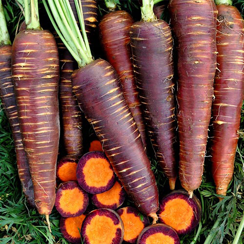 1 szt, Marchew Deep Purple - Nasiona: Ilość w opakowaniu: 0.50 g