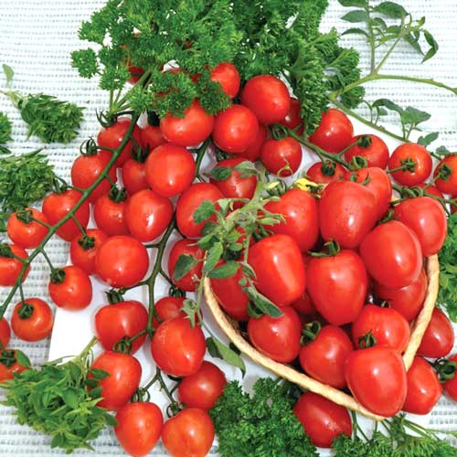 1 szt, Pomidor Maskotka - Nasiona: Ilość w opakowaniu: 0.50 g
