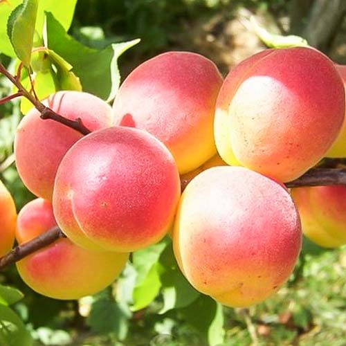 1 buc, Cais Early Orange - Puieți: Mod de ambalare: 1 buc