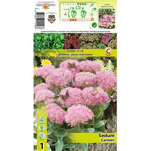 1 db, Kövér porcsin (Sedum) Carmen - Évelő: Mod de ambalare: 1 db