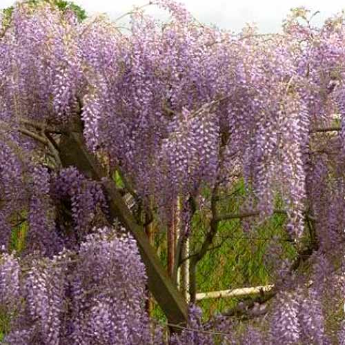 1 db, Lilaakác (Wisteria floribunda) Issai - Palánták: Mod de ambalare: 1 db