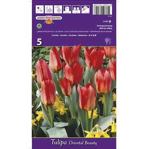 5 db, Tulipán Oriental Beauty - Hagymák: Mod de ambalare: 5 db