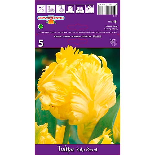 1 szt, Tulipán Yoko Parrot - Hagymák: Mod de ambalare: 5 db