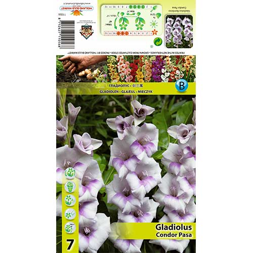 7 Stück, Großblumige Gladiole Condor Pasa - Zwiebeln: Ilość w opakowaniu: 7 Stück