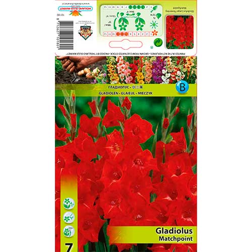 7 Stück, Großblumige Gladiole Matchpoint - Zwiebeln: Ilość w opakowaniu: 7 Stück