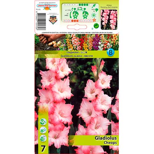 7 Stück, Großblumige Gladiole Cheops - Zwiebeln: Ilość w opakowaniu: 7 Stück