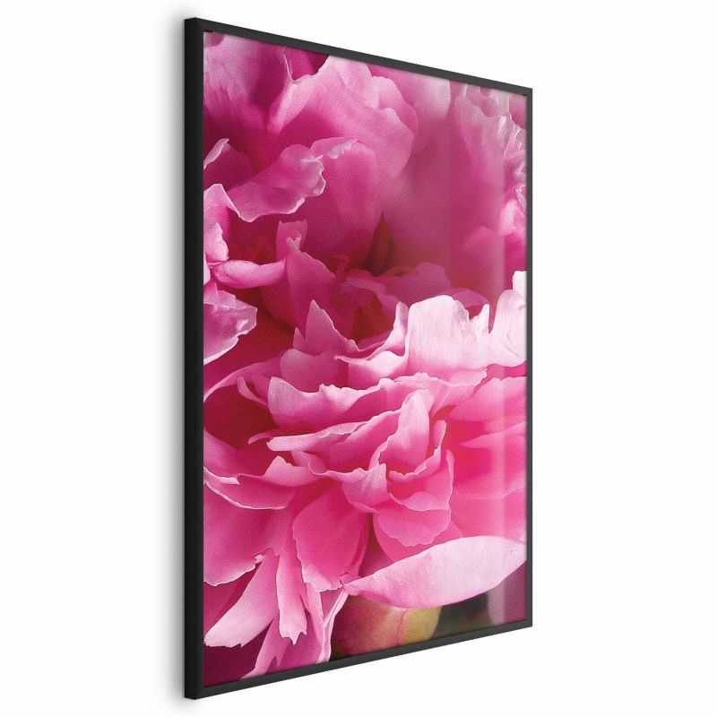 Plakat Artgeist Piękne piwonie 60x90 cm z ramą czarną 1 szt