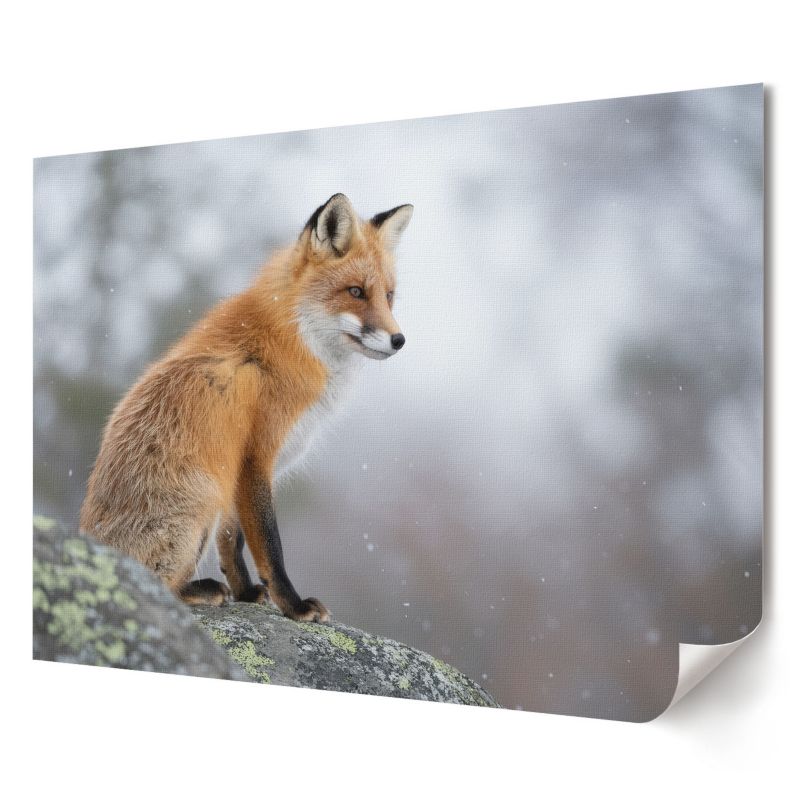 Plakat na ścianę Wallfluent Format A3 Rudy lis Artysta Opium 1 szt.