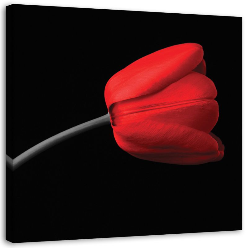 Obraz na płótnie Feeby Czerwony tulipan kwiat 30x30cm 1szt