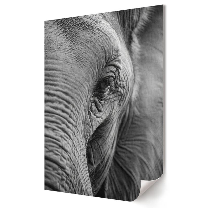 Plakat Wallfluent Format A2 Spojrzenie słonia Kolektyw Visual Echo 1 szt.