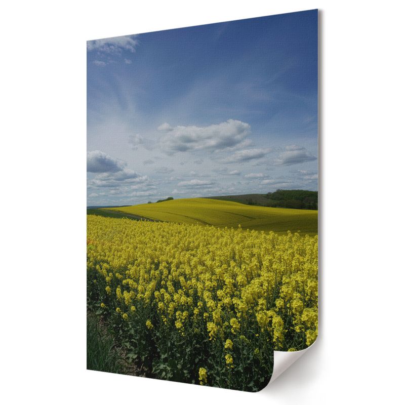 Plakat canvas Wallfluent Format A3 Pola rzepaku Artysta digitalPhoto 1 szt.
