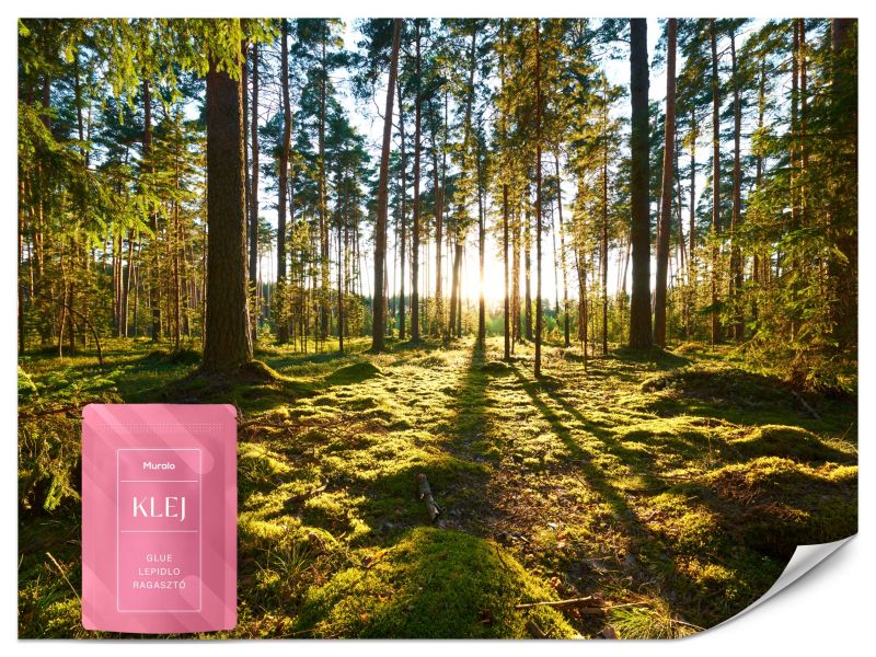 Fototapeta Muralo Promienie Słońca Natura Las 150x105 cm 1szt.