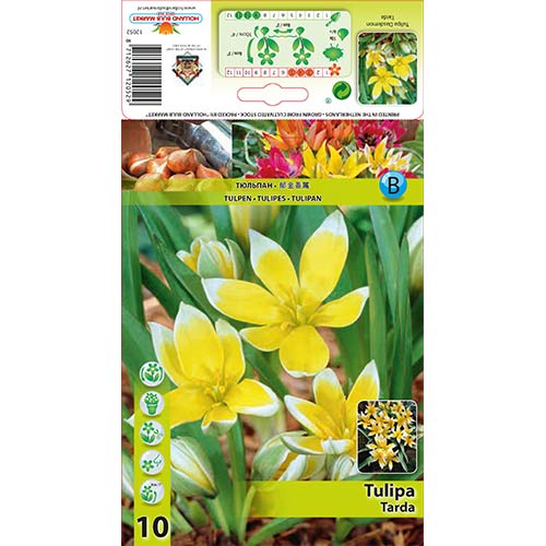 1 szt, Tulipan botaniczny Tarda - Cebule: Ilość w opakowaniu: 10 szt.