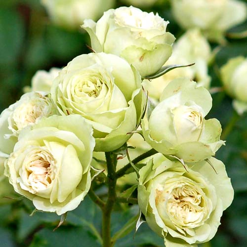 1 szt, Róża bukietowa Lovely Green - Sadzonki: Ilość w opakowaniu: 1 sadz