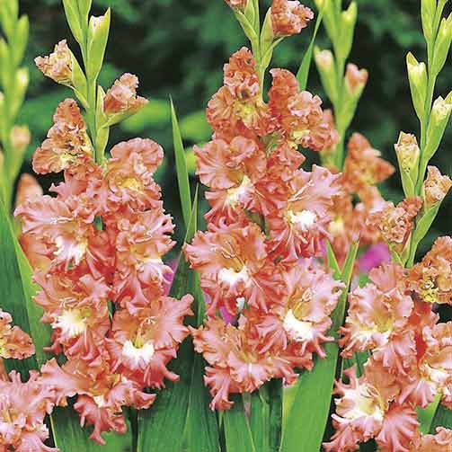 1 szt, Gladiola (Mieczyk) karbowany Shady Frizzle - Cebule: Ilość w opakowaniu: 10 cebul