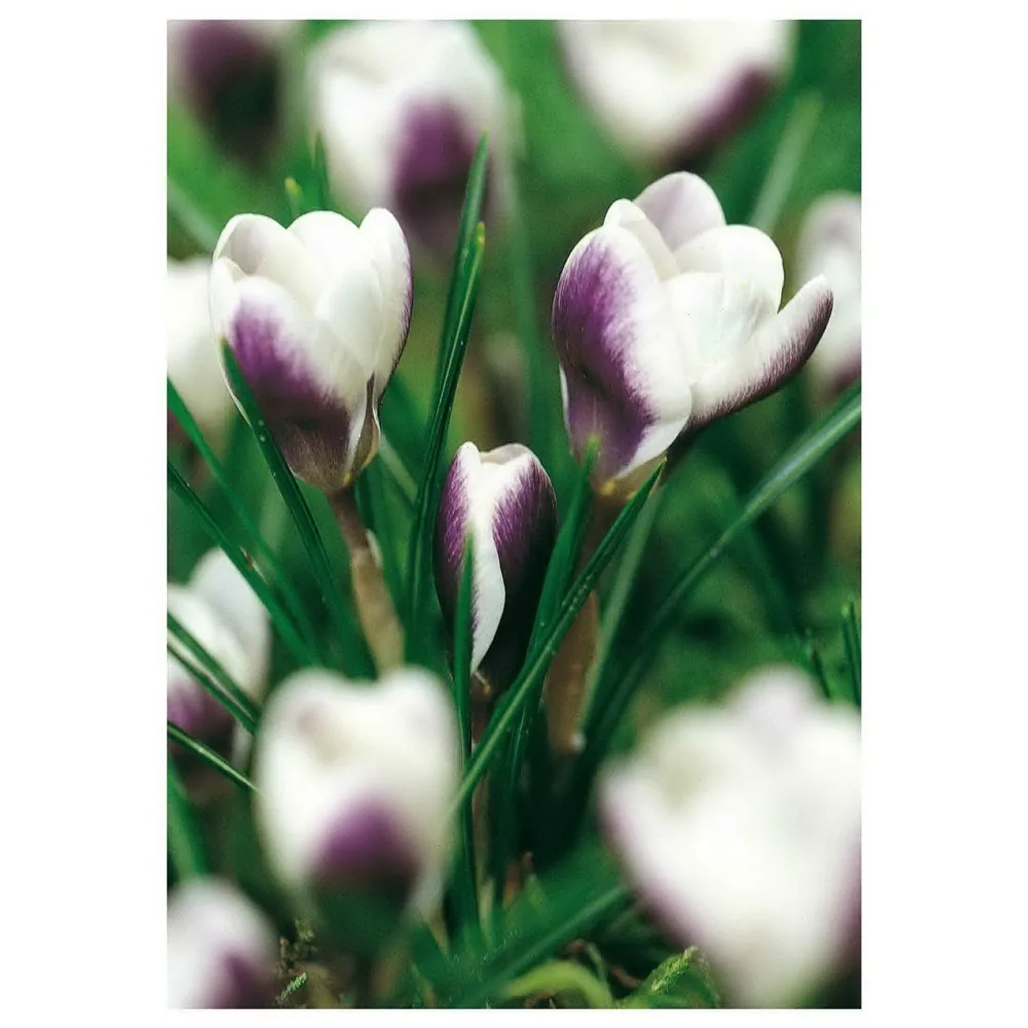 Krokus Chrysanthus Prince Claus 10 szt. fioletowo-biały