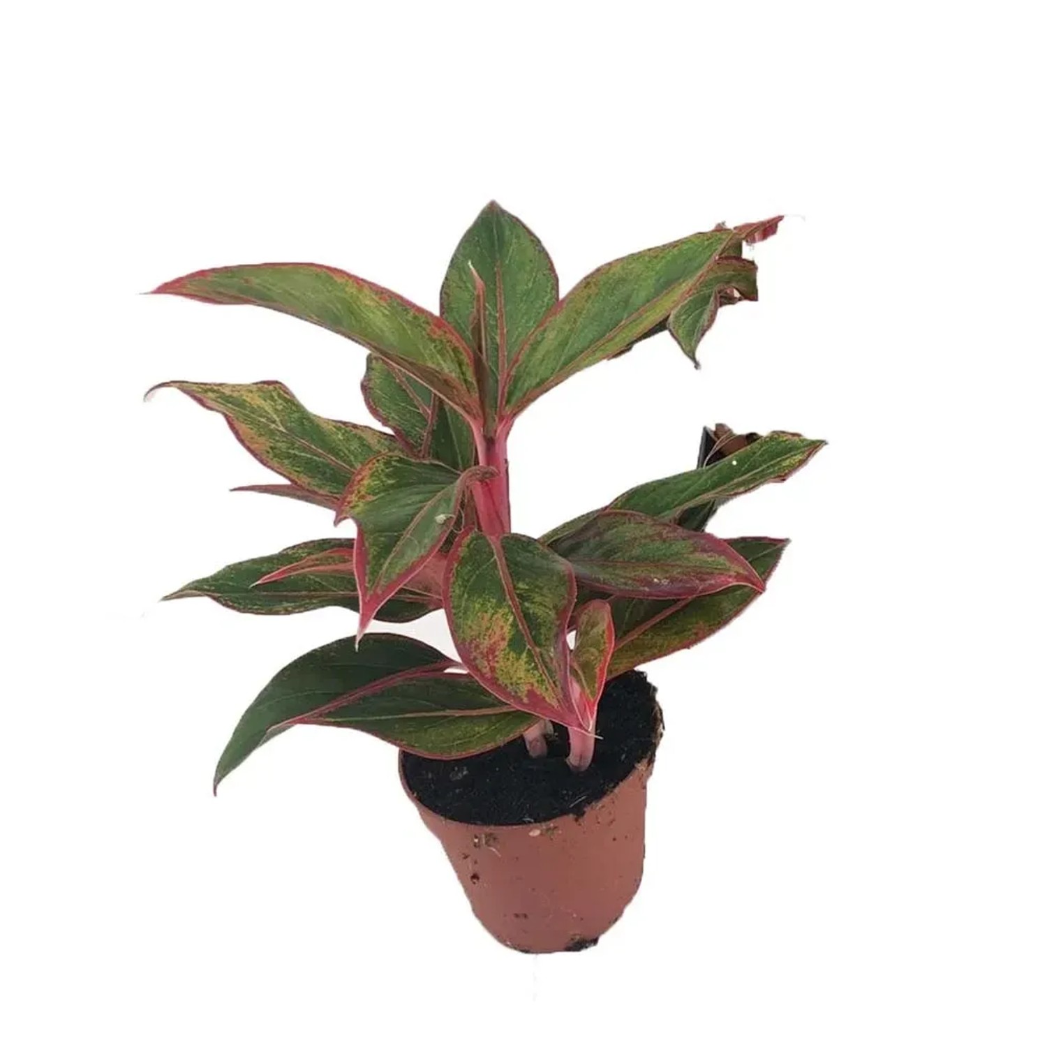 Aglonema (Aglaonema special) don. 12 cm
