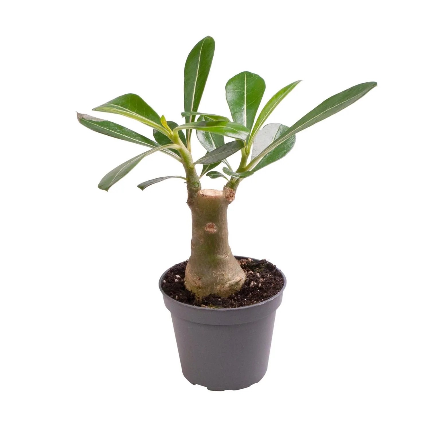 Adenium arabskie (Adenium Obesum) don. 6 cm