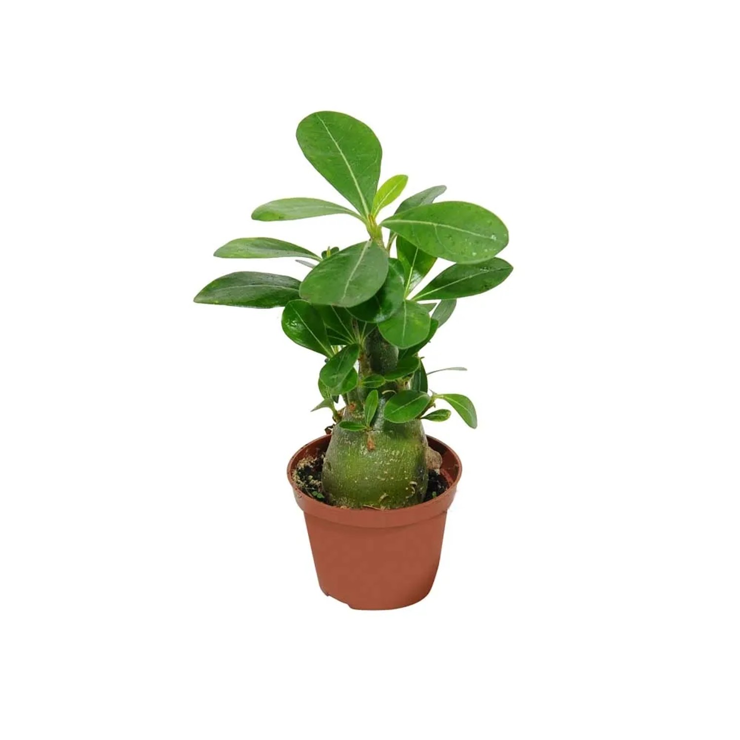 Róża pustyni (Adenium Obesum) miniaturowa don. 6cm