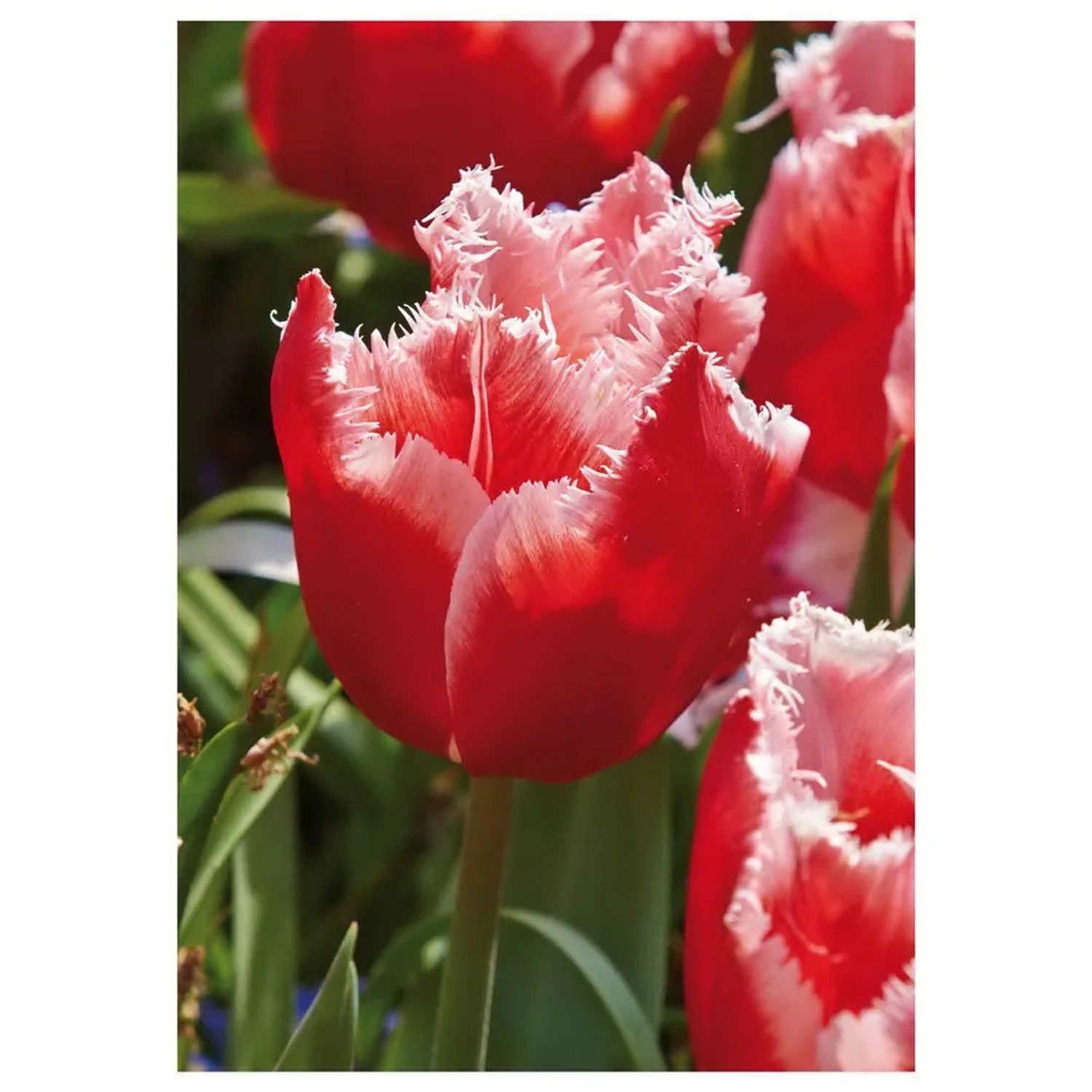 Tulipan Fringed Canasta 7 szt. czerwono-biały