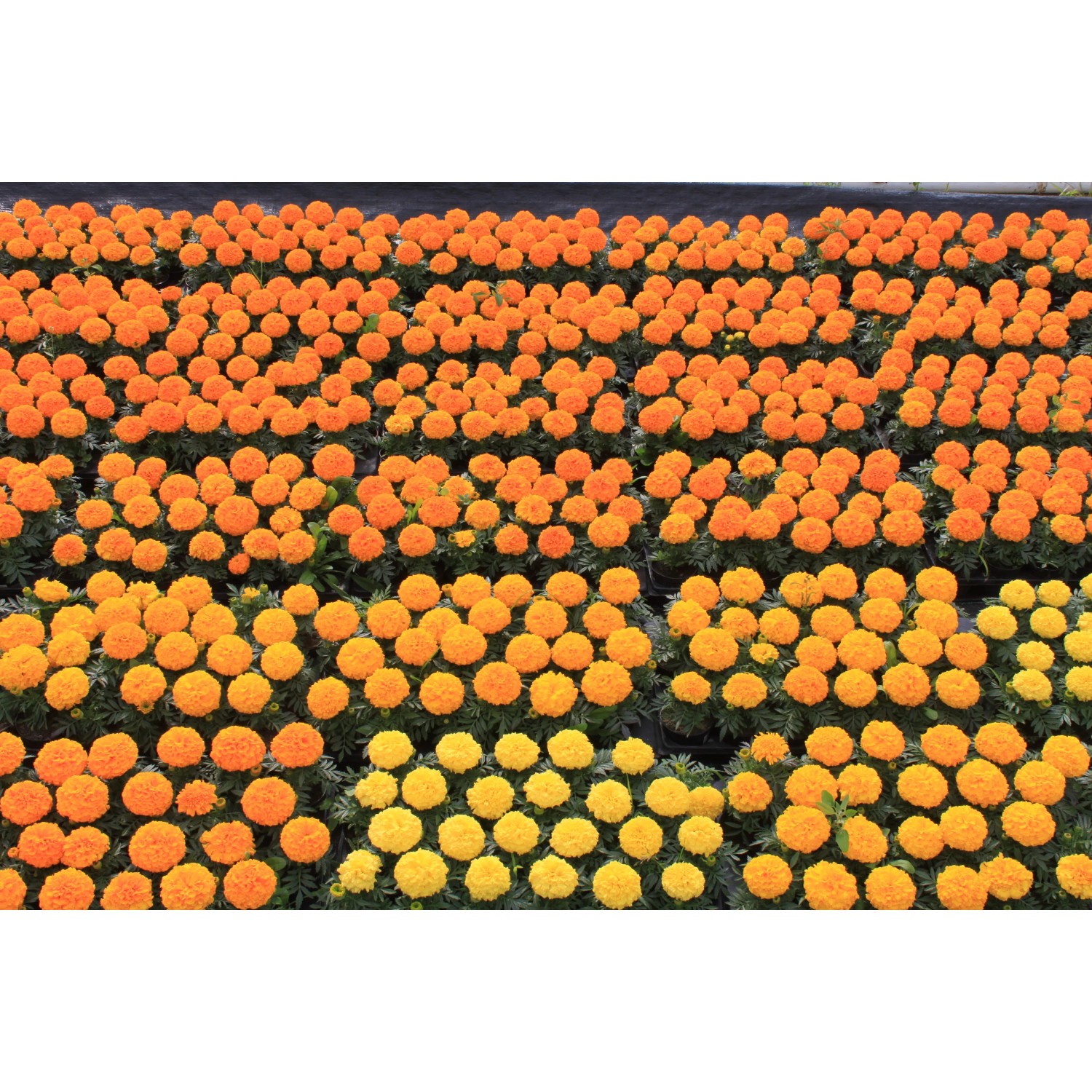 Aksamitka wielkokwiatowa (Tagetes sp.)