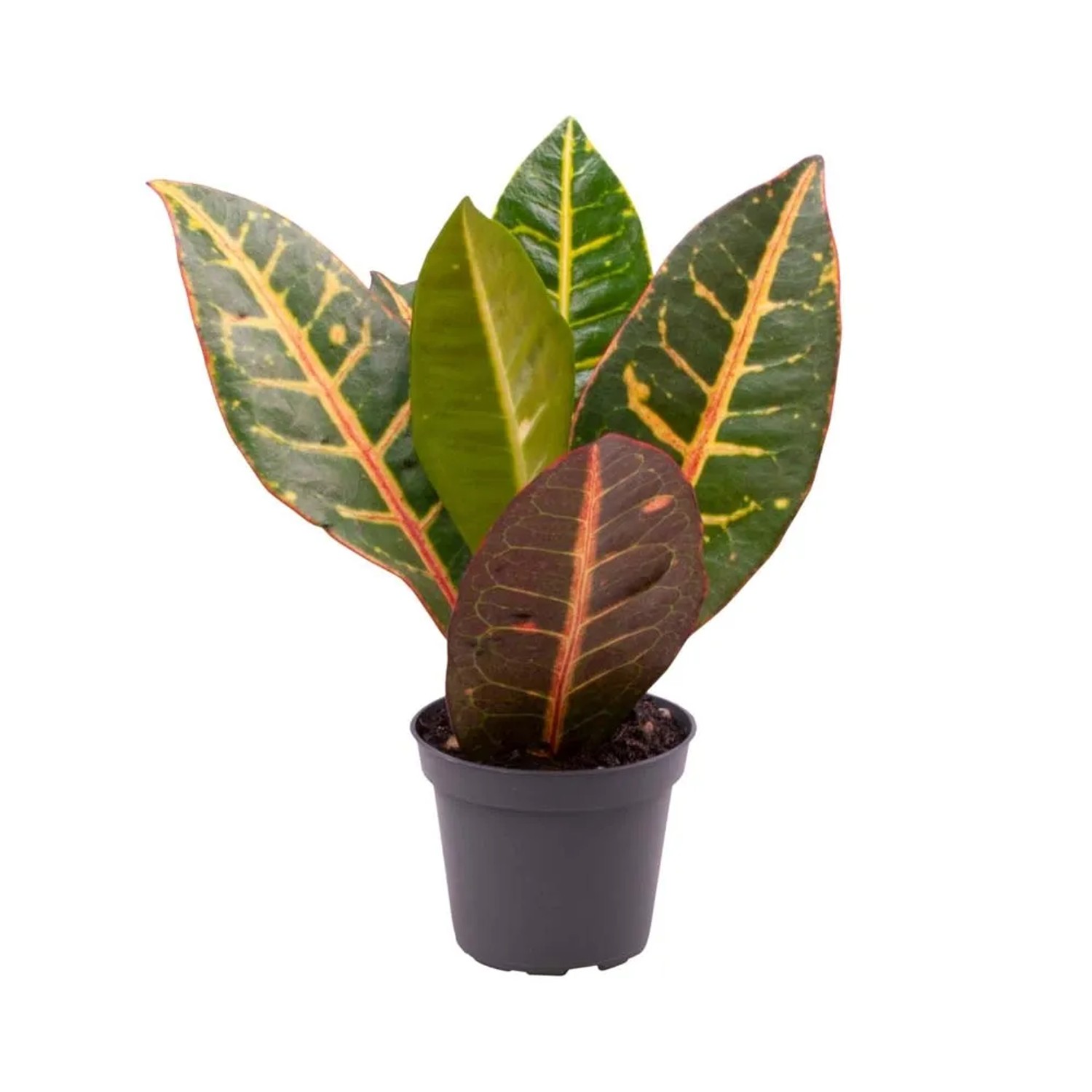 Kroton (Codiaeum Petra) - don. 6 cm