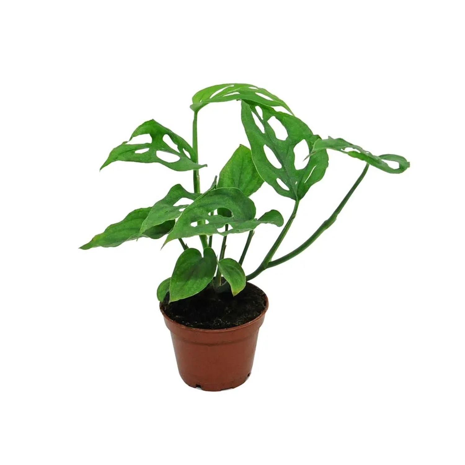 Monstera Monkey Mask (Monstera Adansonii) miniaturowa - don. 6 cm