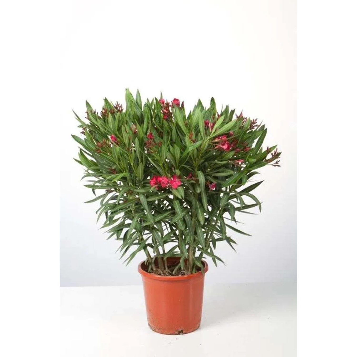 Nerium Oleander krzew - don. 25 cm