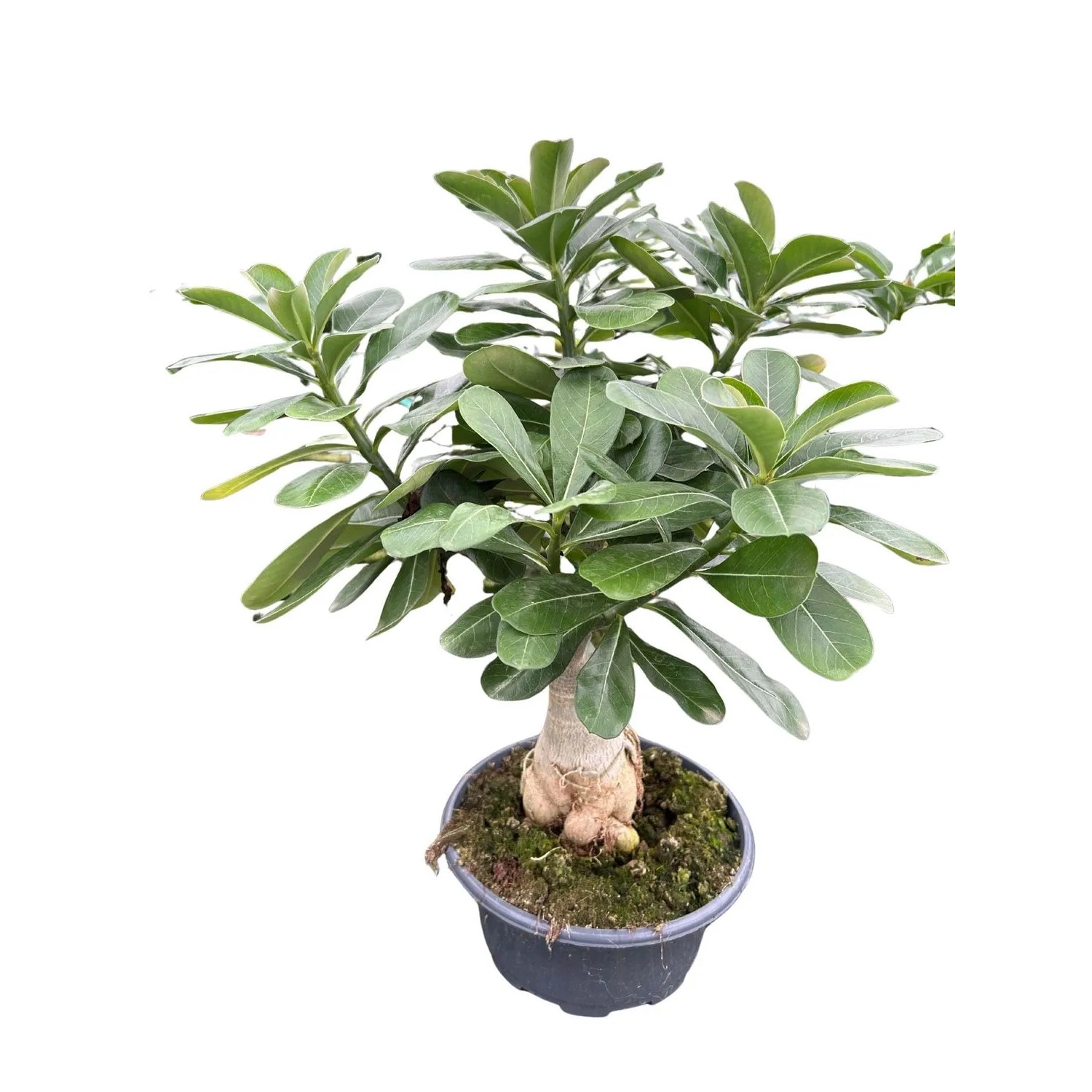 Róża pustyni szczepiona (Adenium obesum Grafted) don. 23 cm