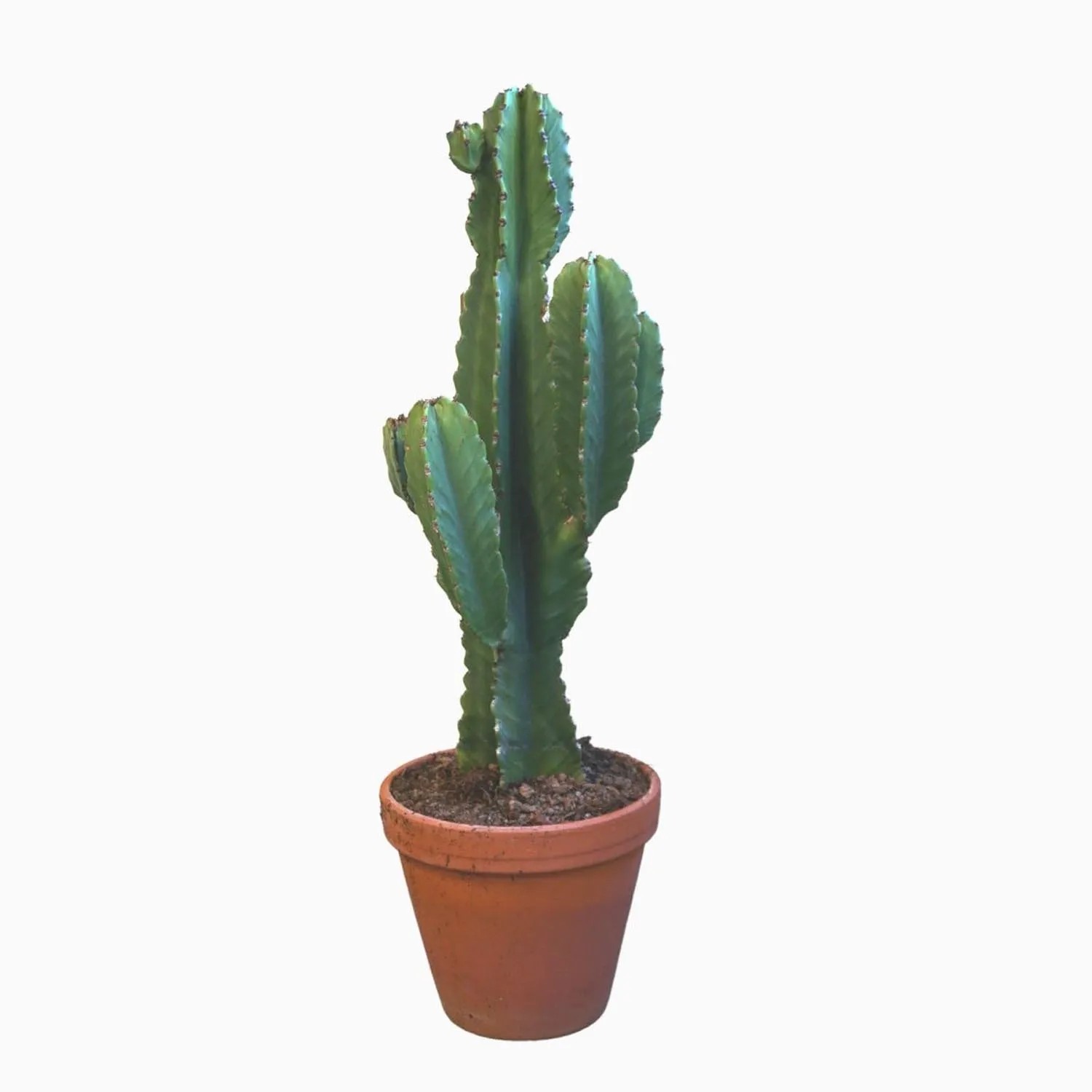Wilczomlecz (Euphorbia Ingens) - don. 27 cm