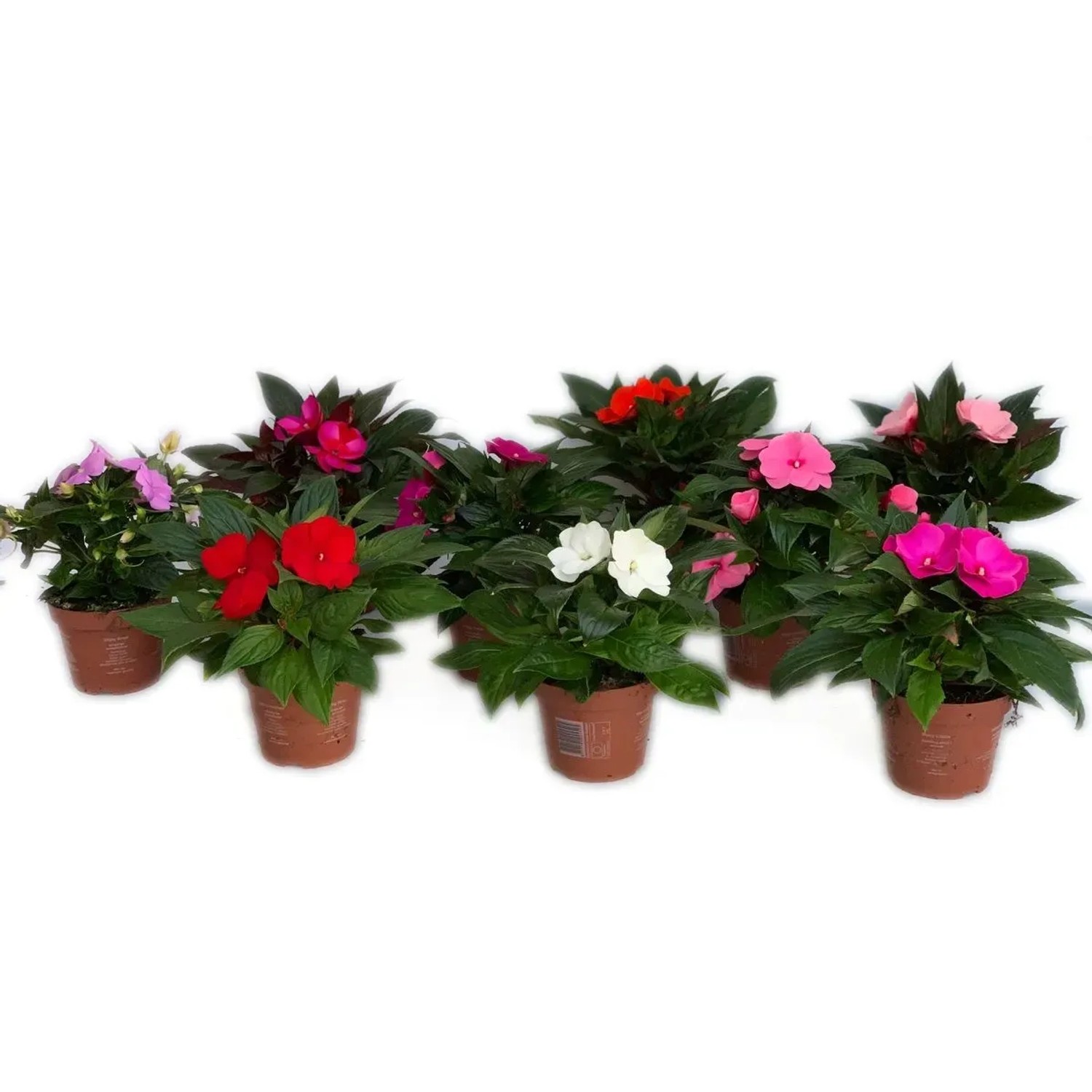 Niecierpek nowogwinejski (impatiens new guinea)