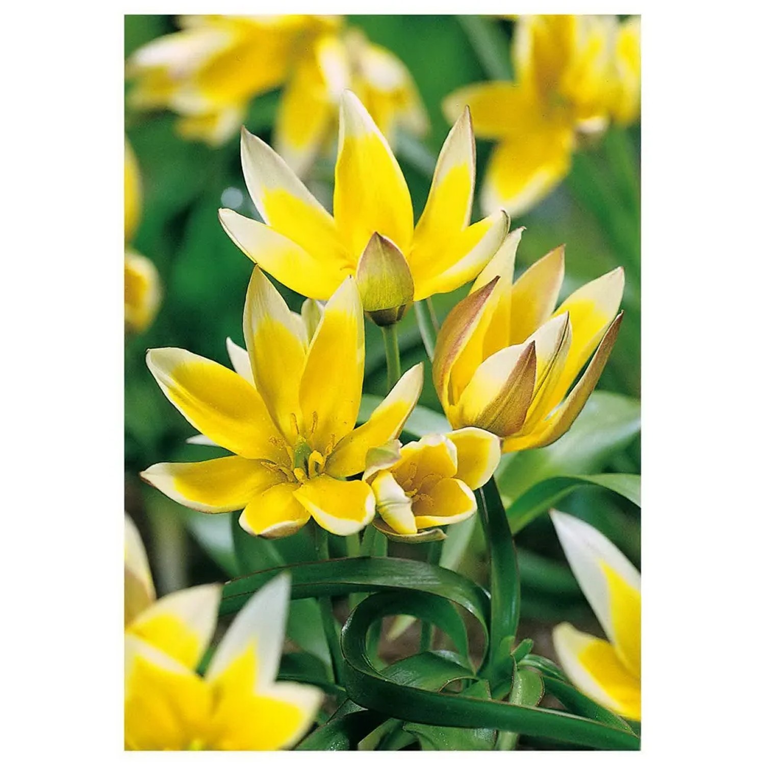 Tulipan Botaniczny Dasystemon Tarda 10 szt. żółto-biały