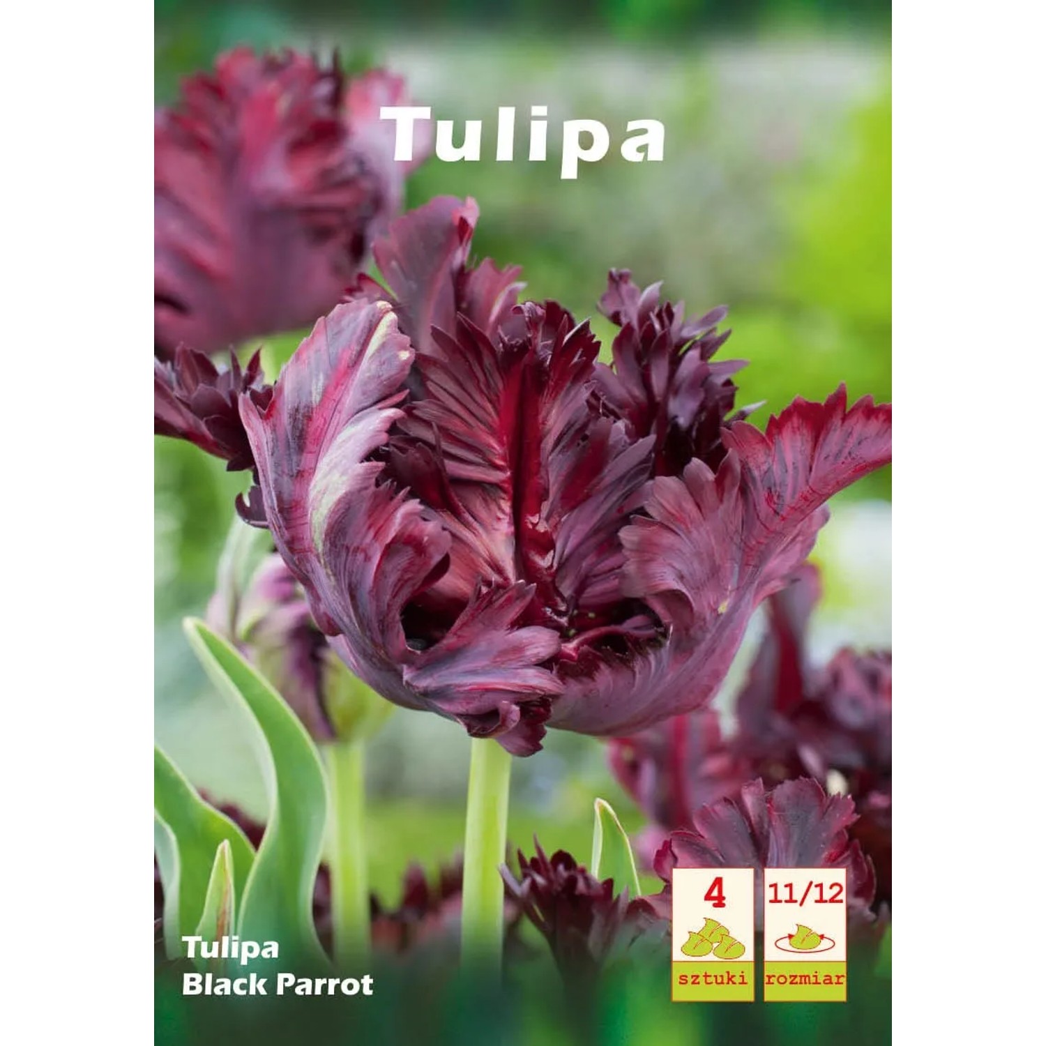 Tulipan Black Parrot 4szt