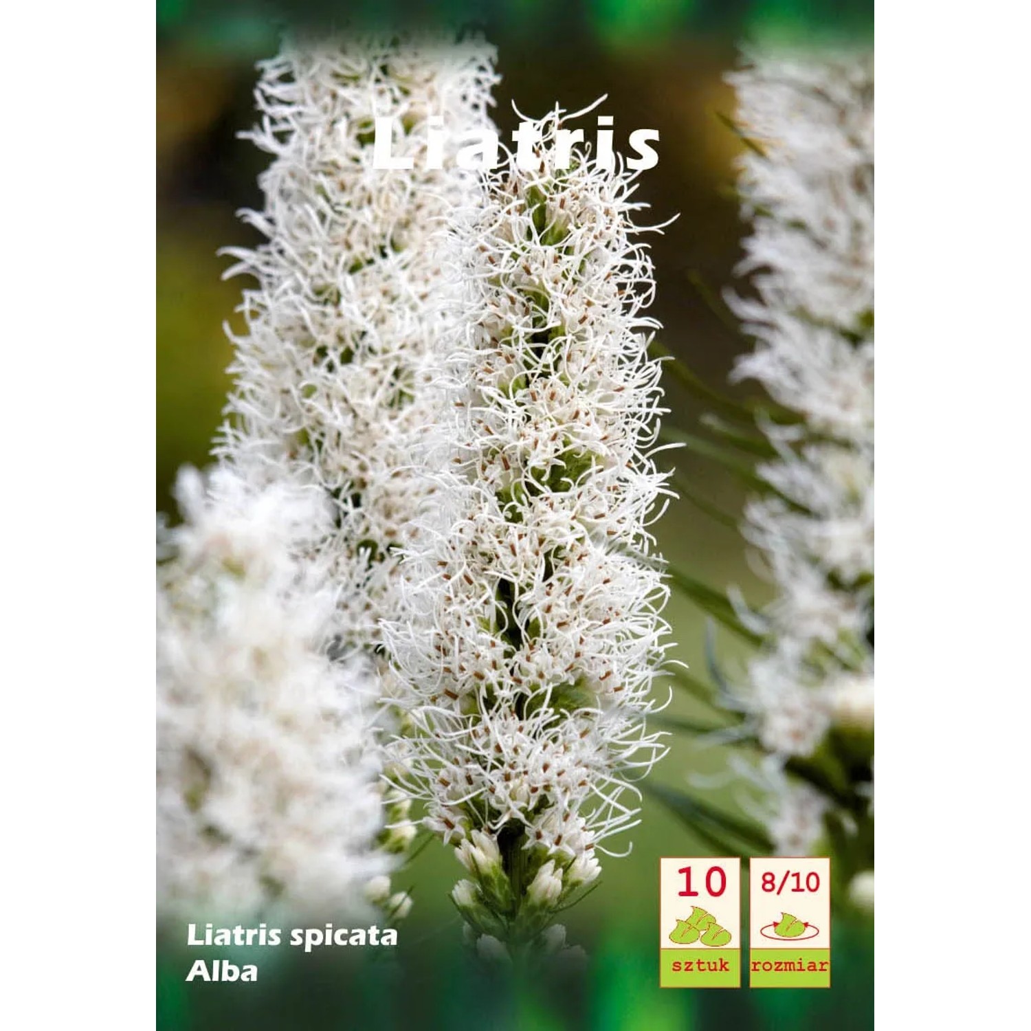 Liatris Alba 10 szt.