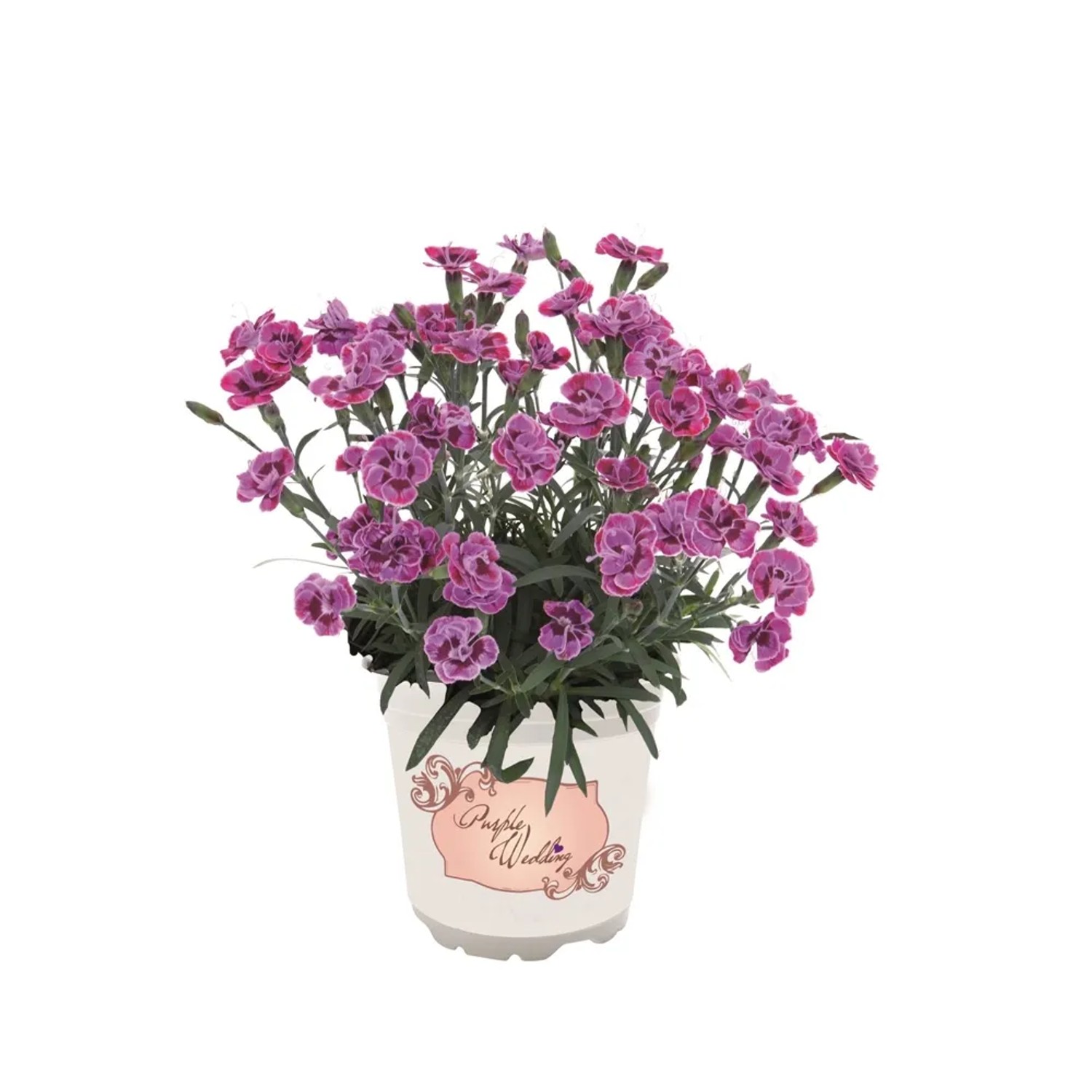 Dianthus Purple Wedding wys. 10-15cm don. 10,5cm