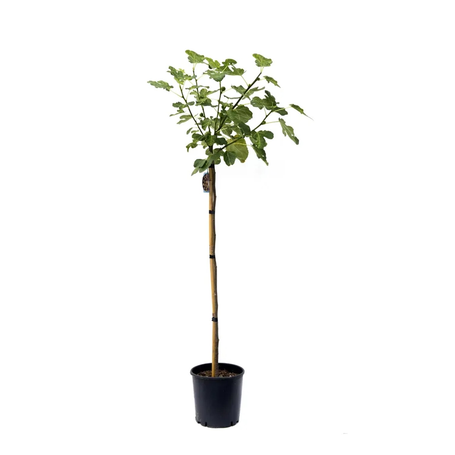 Figowiec drzewko - wys. 100 cm, don. 15 l