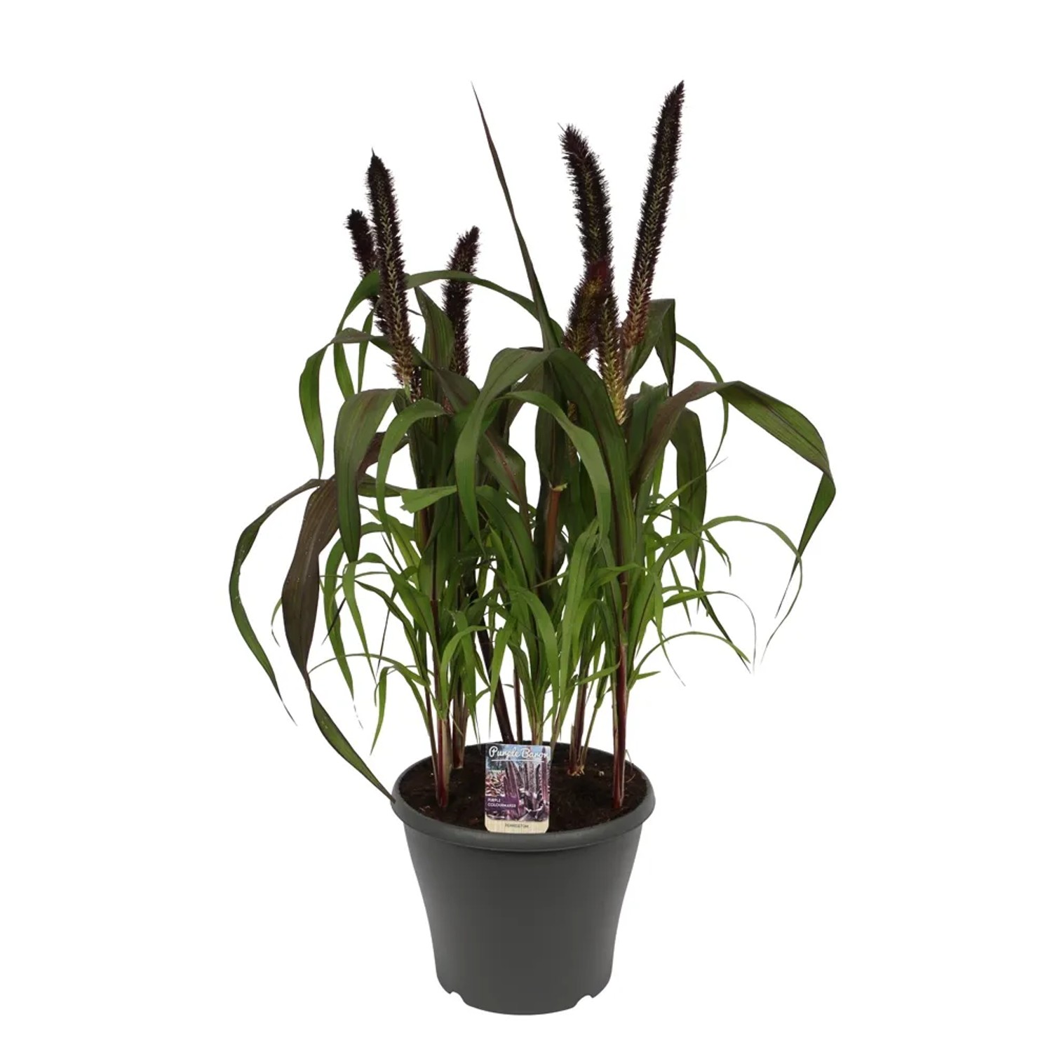 Rozplenica (Pennisetum Purple Baron) Wys. 70cm don. 30cm