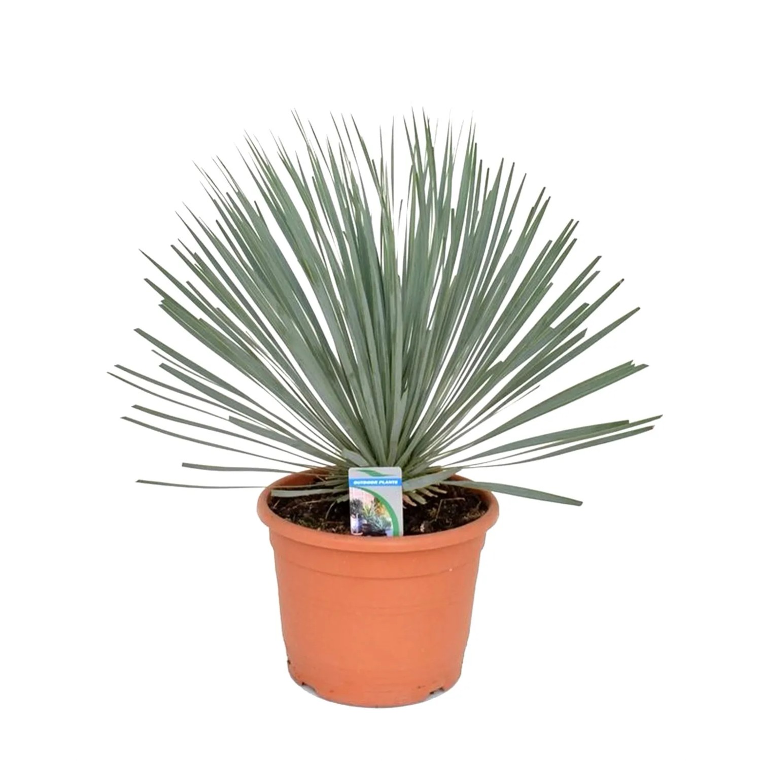 Juka (Yucca Rostrata) - wys. około 95 cm, don. 36 cm