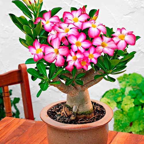 1 buc, Trandafirul deșertului (Adenium) Obesum - Răsaduri: Mod de ambalare: 1 buc