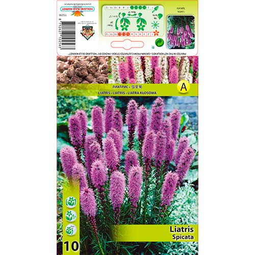 Liatra Spicata - : Monžstvo balíkov: 10 kus