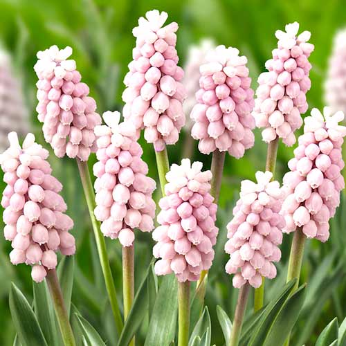 3 Stück, Zwiebel Pink Sunrise - Blumenzwiebeln: Ilość w opakowaniu: 3 Stück